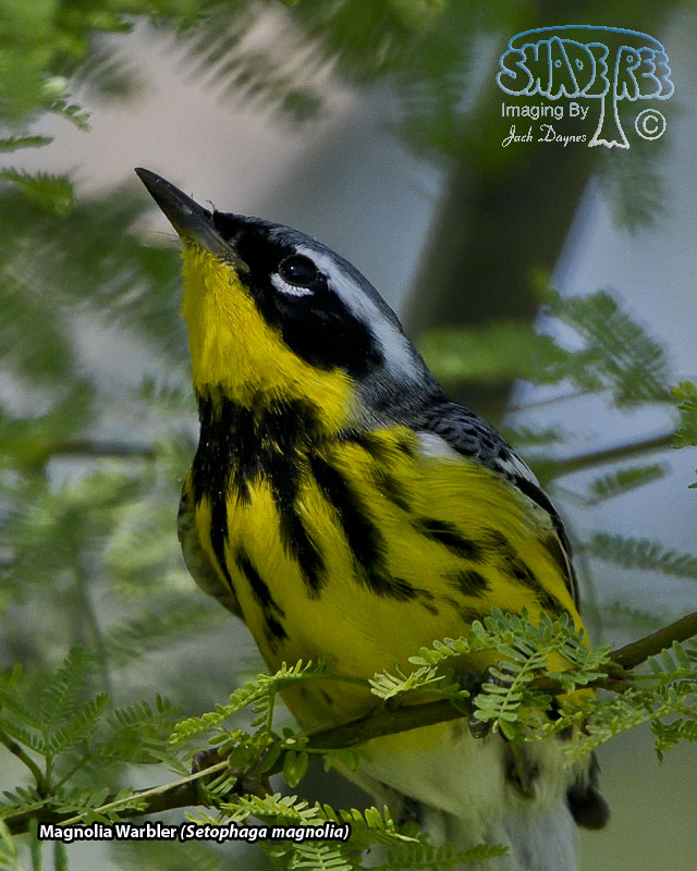 Magnolia Warbler - Setophaga magnolia