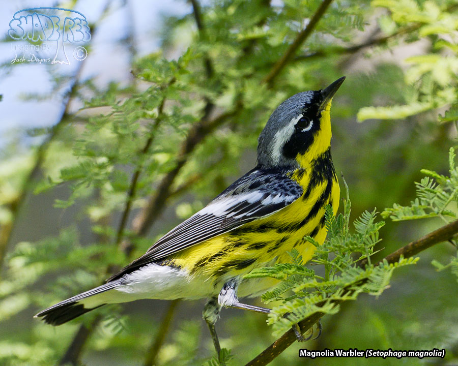 Magnolia Warbler - Setophaga magnolia