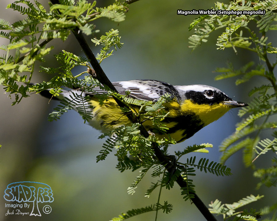 Magnolia Warbler - Setophaga magnolia