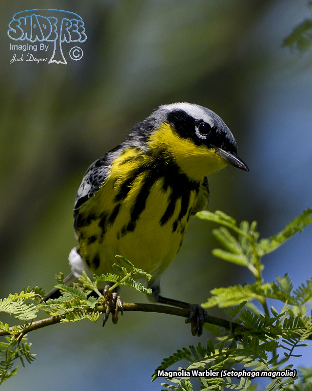 Magnolia Warbler - Setophaga magnolia