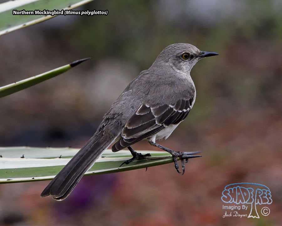 Northern Mockingbird - Mimus polyglottos