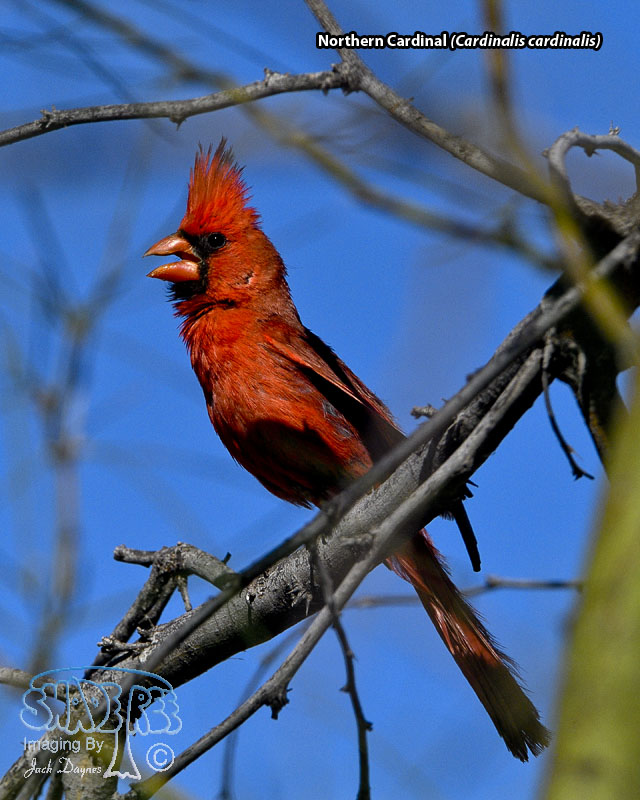 Northern Cardinal - Cardinalis cardinalis