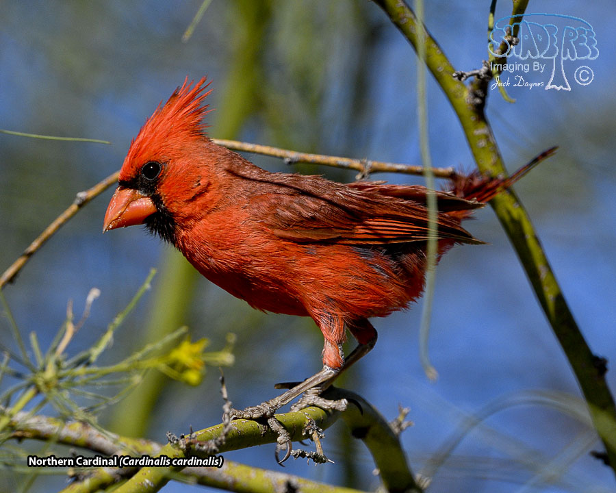 Northern Cardinal - Cardinalis cardinalis