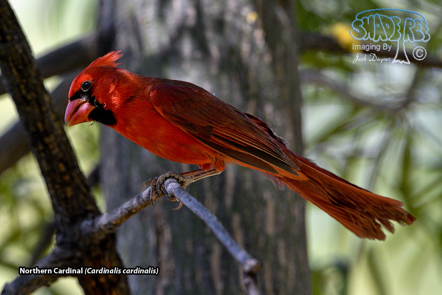 Northern Cardinal - Cardinalis cardinalis