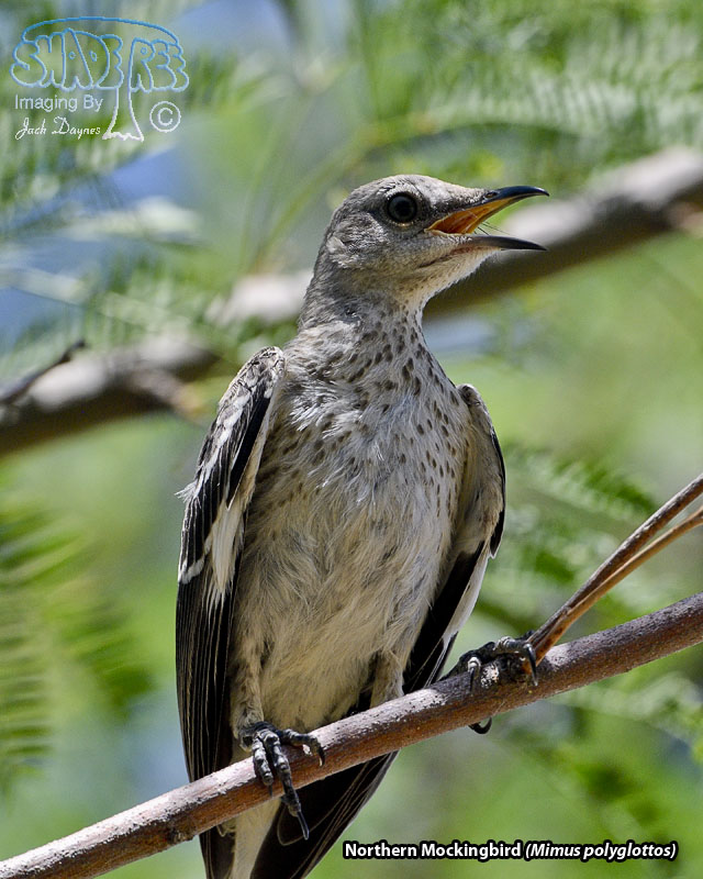 Northern Mockingbird - Mimus polyglottos