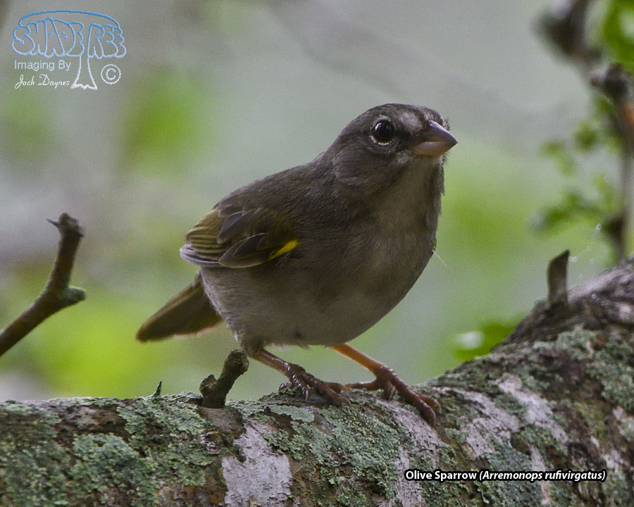 Olive Sparrow - Arremonops rufivirgatus