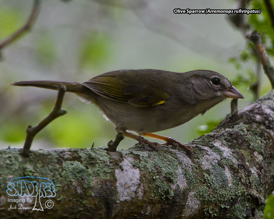 Olive Sparrow - Arremonops rufivirgatus