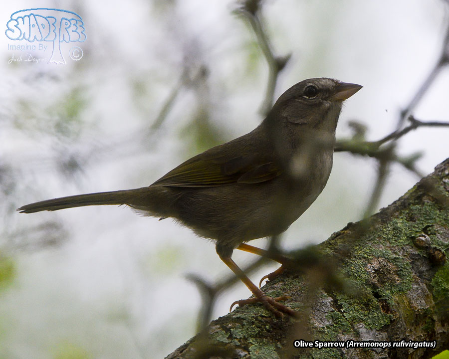 Olive Sparrow - Arremonops rufivirgatus