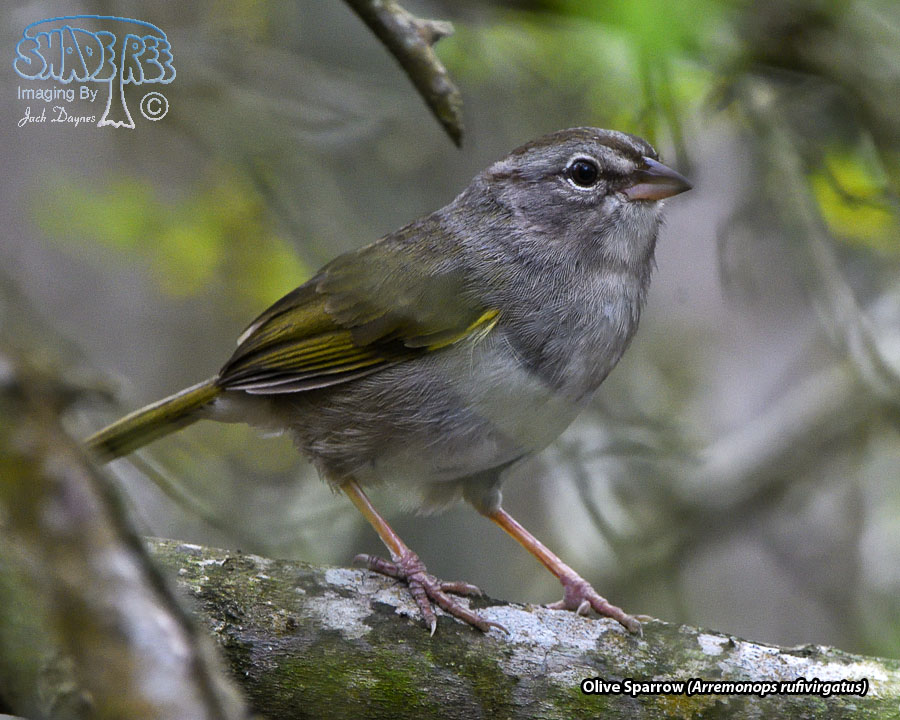 Olive Sparrow - Arremonops rufivirgatus