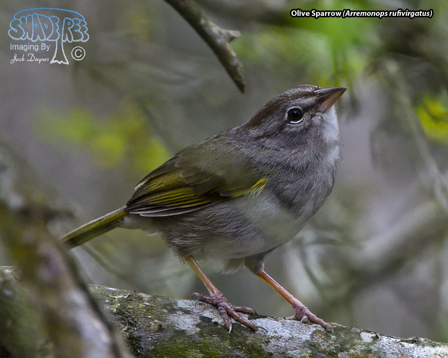 Olive Sparrow - Arremonops rufivirgatus