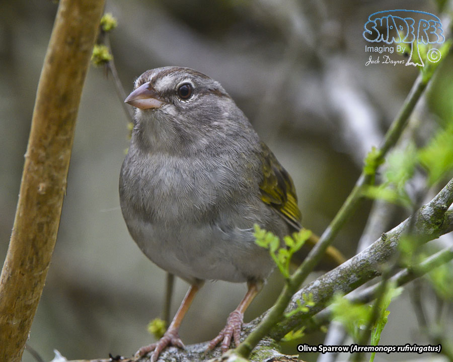 Olive Sparrow - Arremonops rufivirgatus