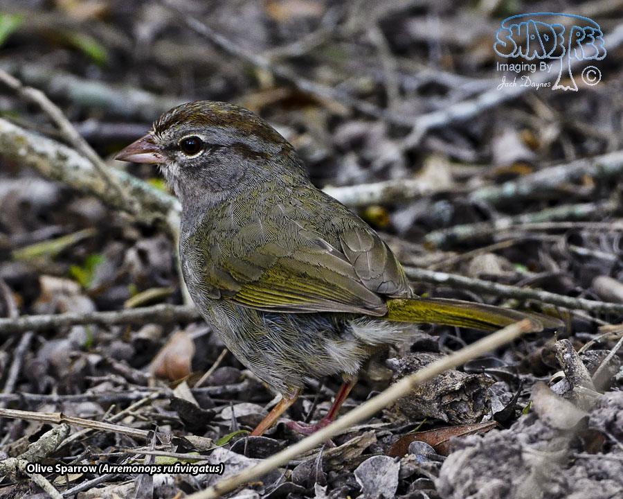 Olive Sparrow - Arremonops rufivirgatus