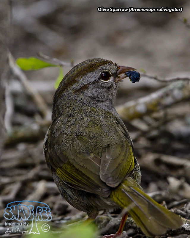 Olive Sparrow - Arremonops rufivirgatus