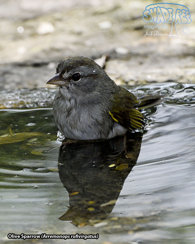 Olive Sparrow - Arremonops rufivirgatus