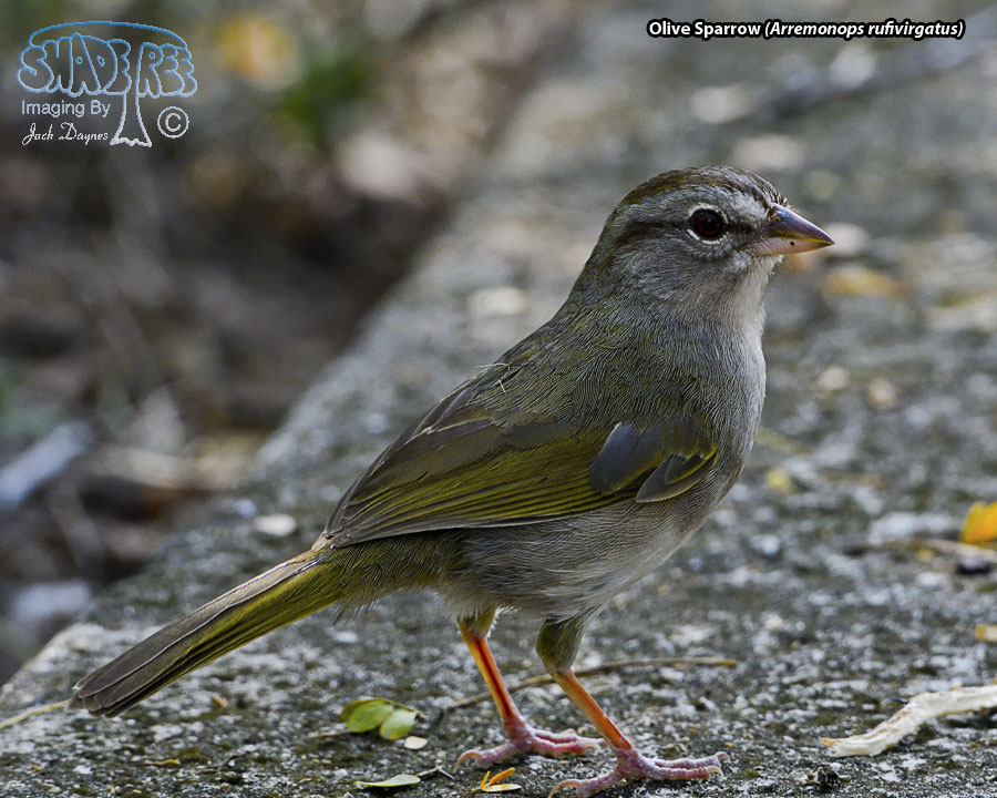 Olive Sparrow - Arremonops rufivirgatus