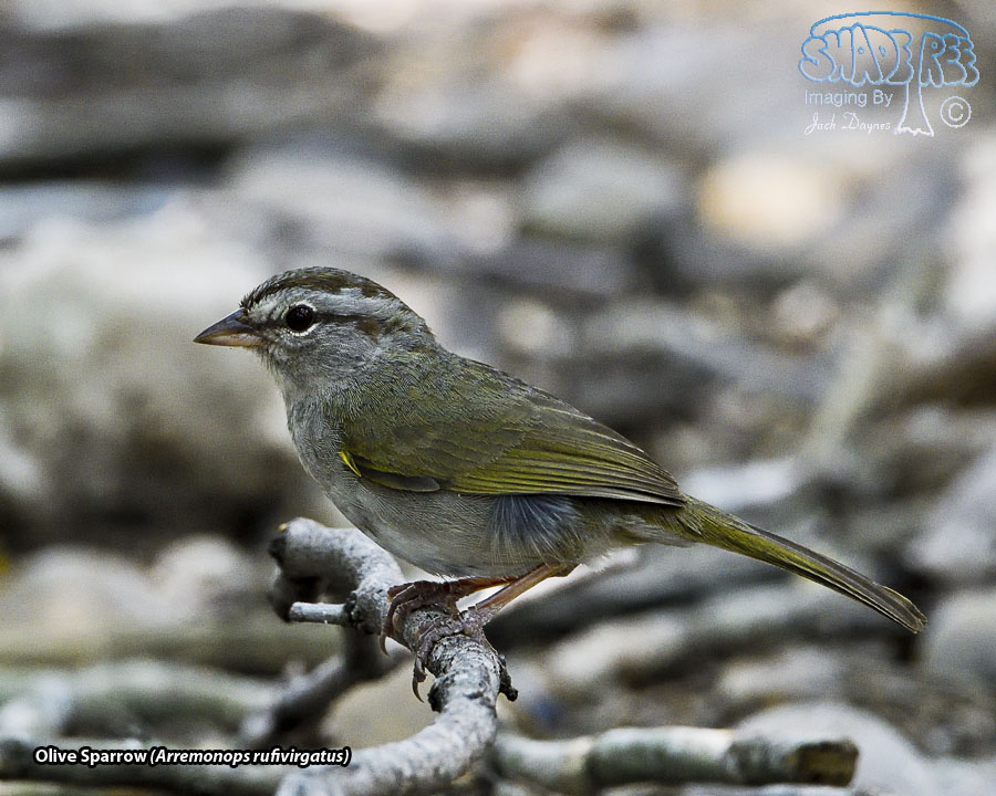 Olive Sparrow - Arremonops rufivirgatus