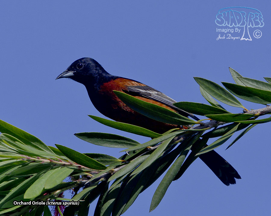 Orchard Oriole - Icterus spurius