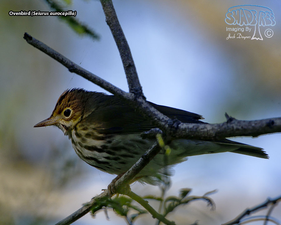 Ovenbird - Seiurus aurocapilla