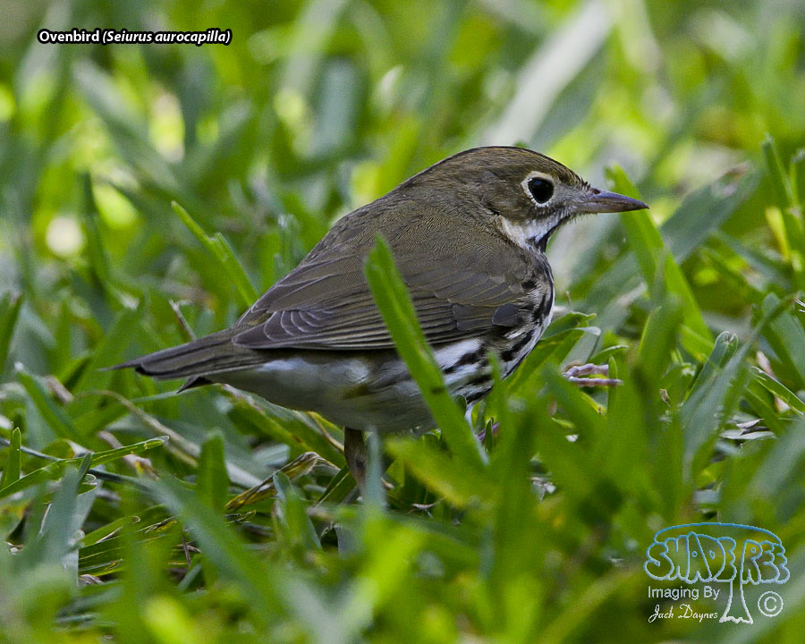 Ovenbird - Seiurus aurocapilla