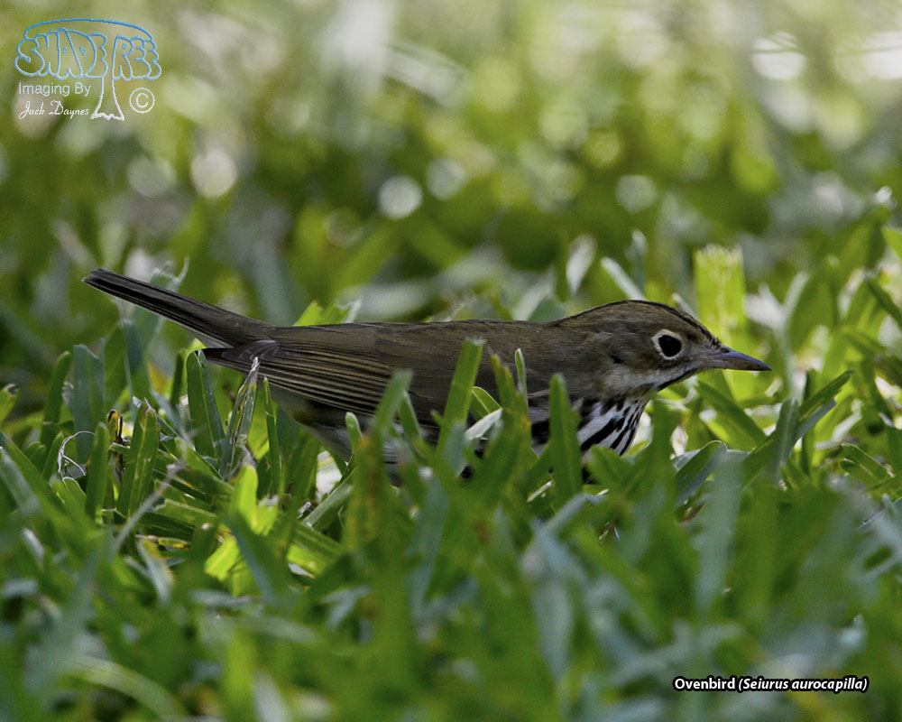 Ovenbird - Seiurus aurocapilla