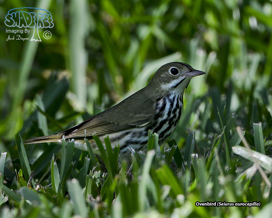 Ovenbird - Seiurus aurocapilla