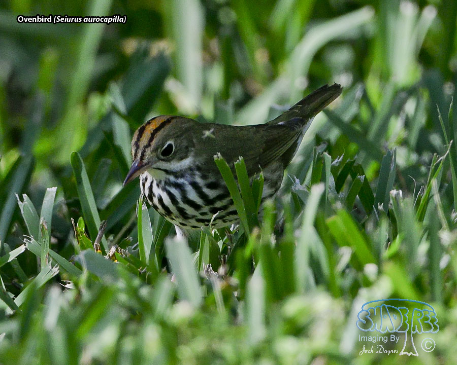 Ovenbird - Seiurus aurocapilla