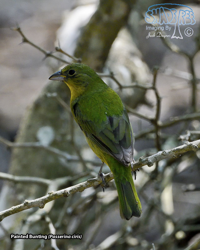 Painted Bunting - Passerina ciris