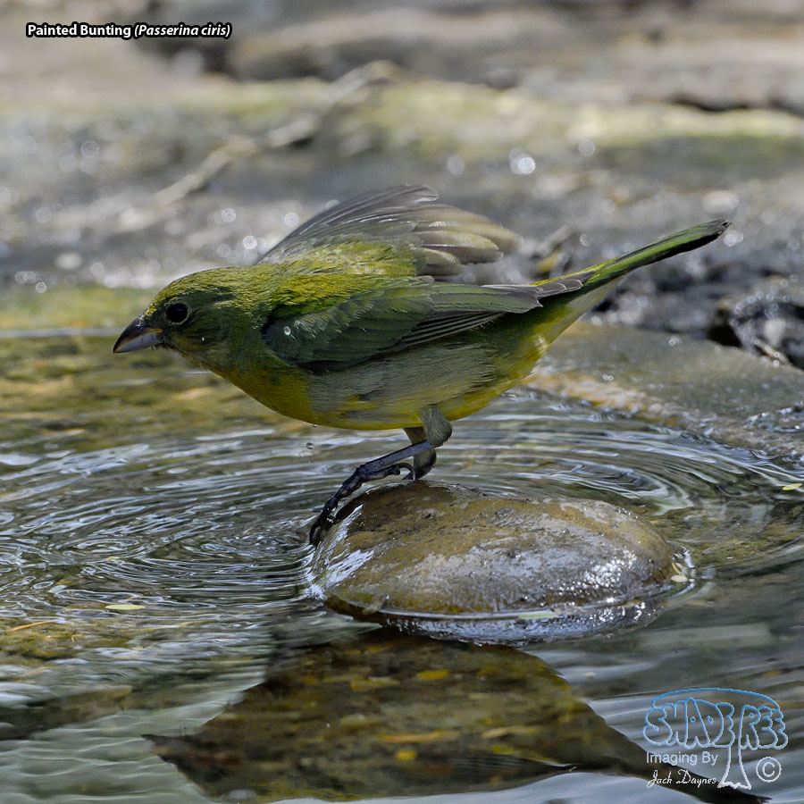 Painted Bunting - Passerina ciris