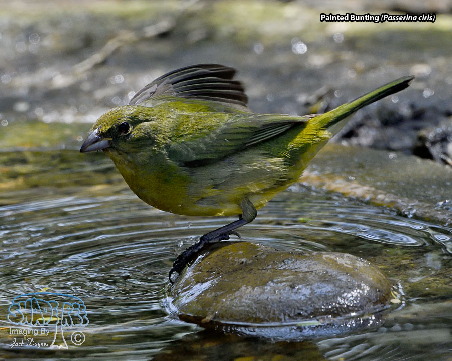 Painted Bunting - Passerina ciris