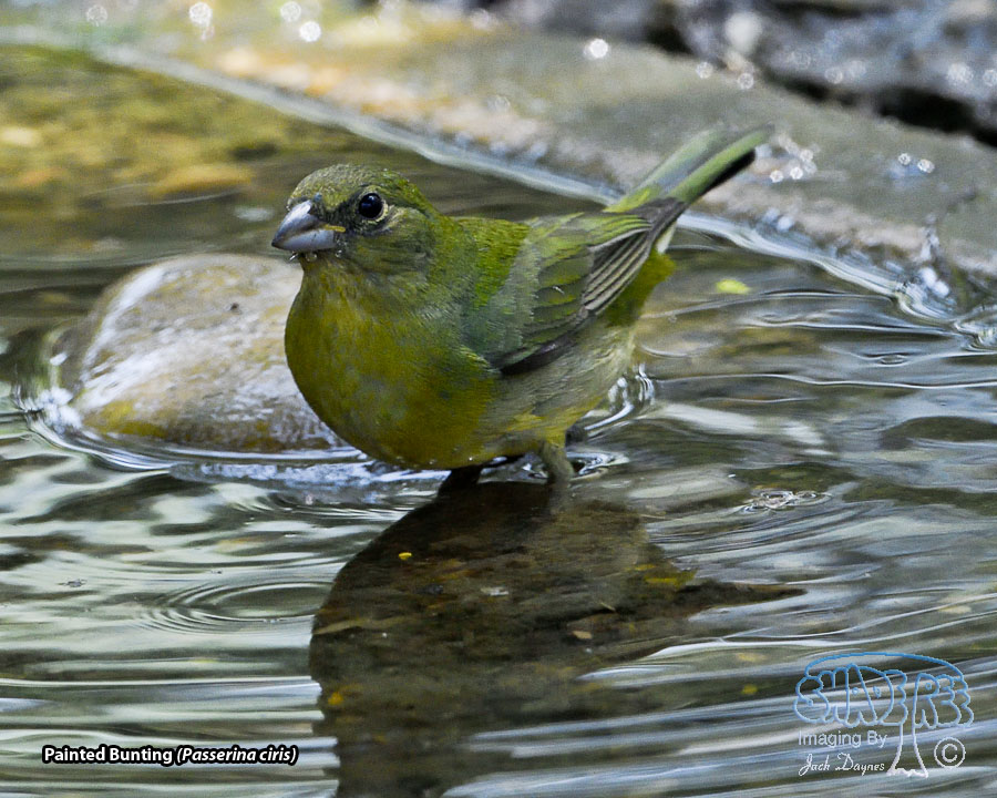 Painted Bunting - Passerina ciris