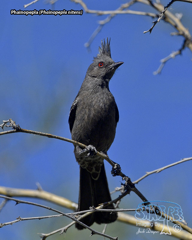 Phainopepla - Phainopepla nitens