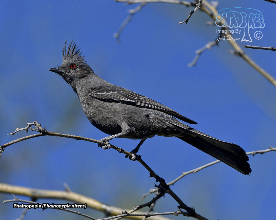 Phainopepla - Phainopepla nitens