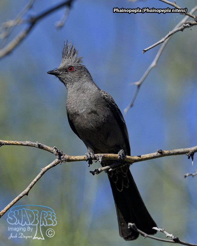 Phainopepla - Phainopepla nitens