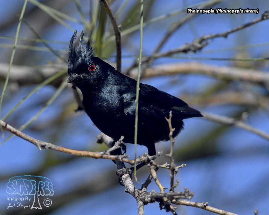 Phainopepla - Phainopepla nitens