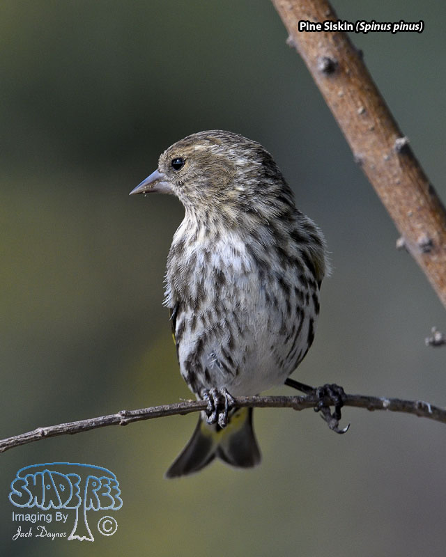Pine Siskin - Spinus pinus