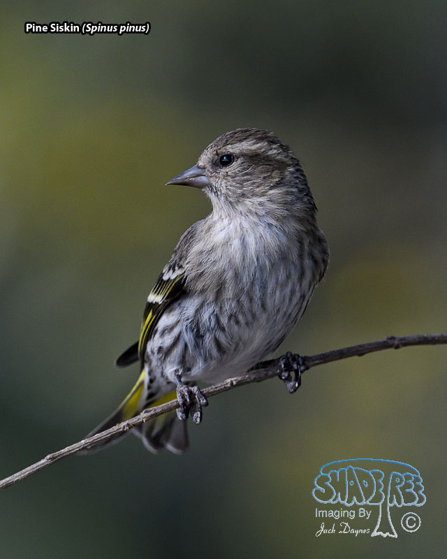 Pine Siskin - Spinus pinus