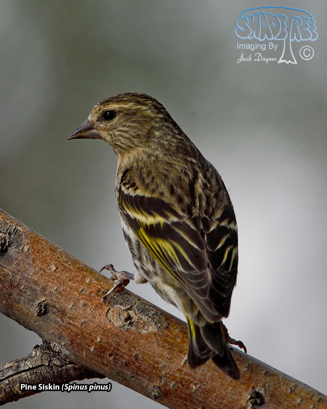 Pine Siskin - Spinus pinus