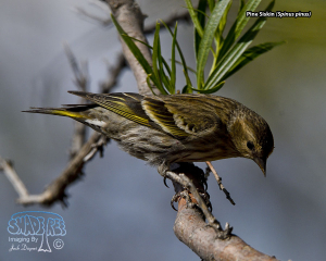 2020-05-12: The Road to Bosque del Apache