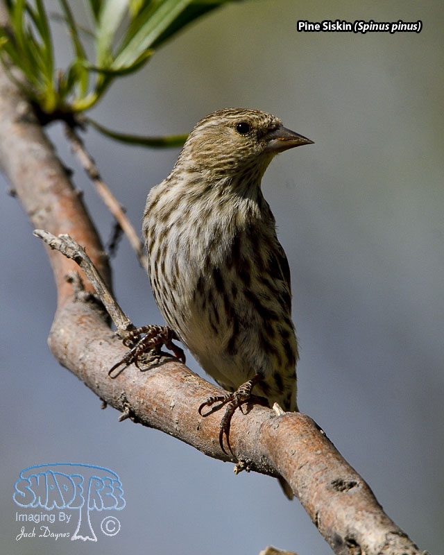 Pine Siskin - Spinus pinus