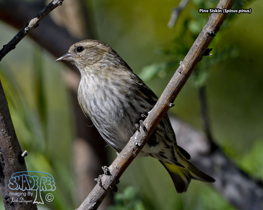 Pine Siskin - Spinus pinus