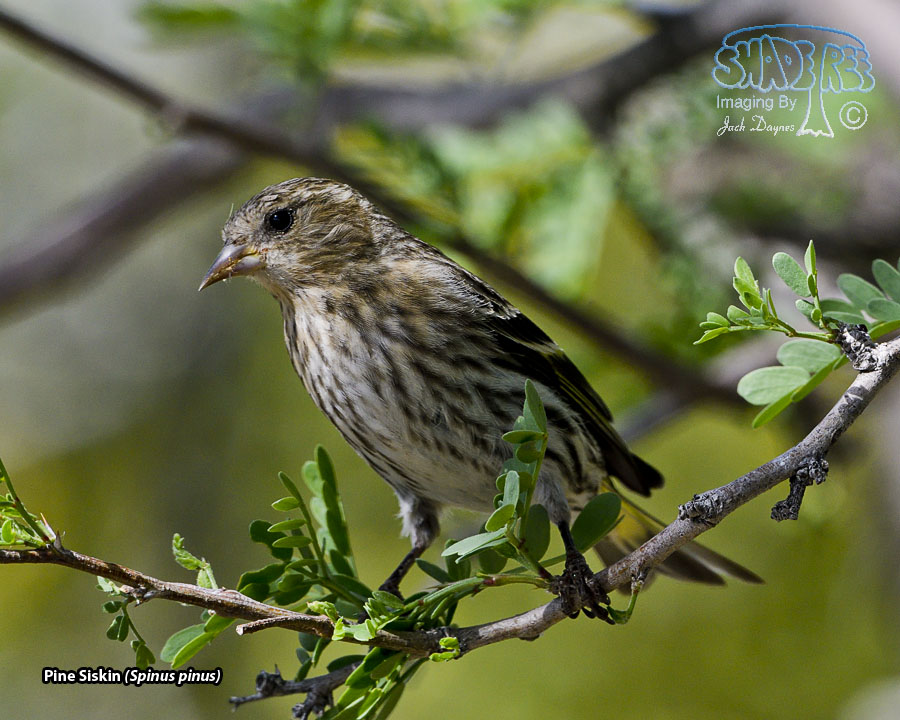 Pine Siskin - Spinus pinus