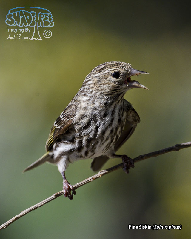 Pine Siskin - Spinus pinus