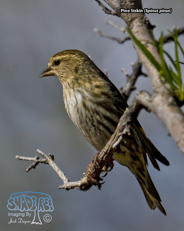 Pine Siskin - Spinus pinus