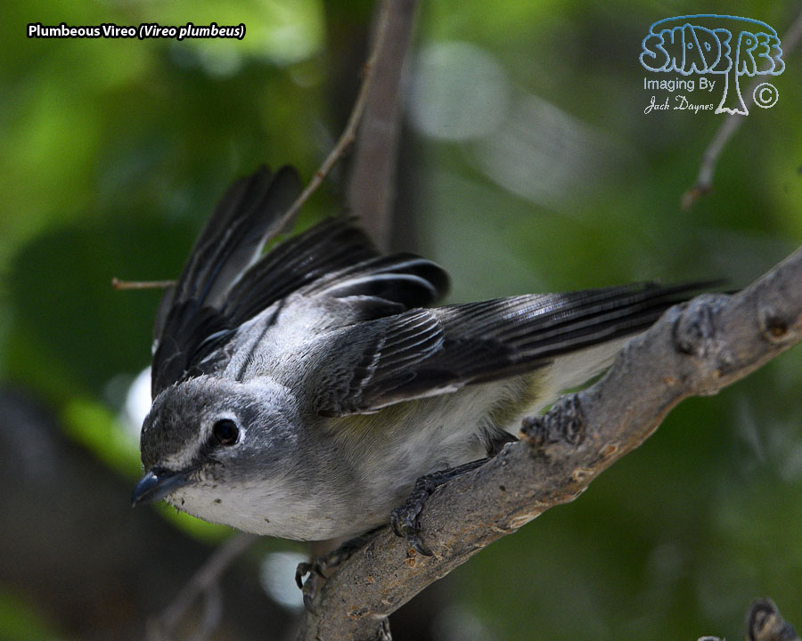 Plumbeous Vireo - Vireo plumbeus
