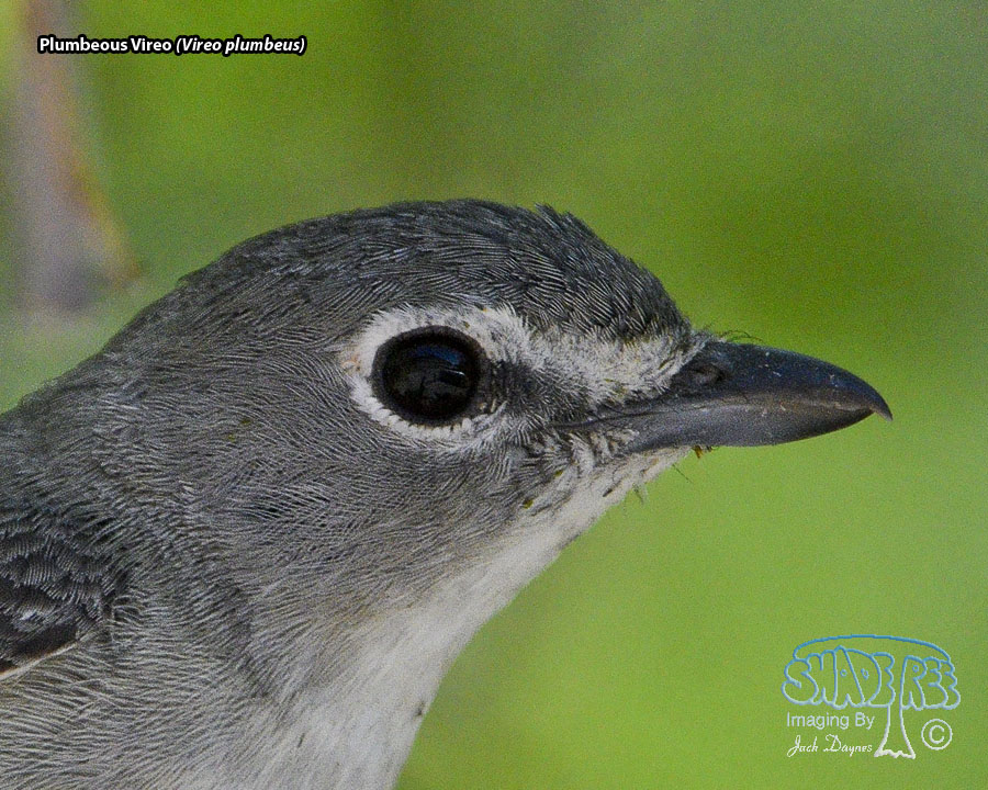 Plumbeous Vireo - Vireo plumbeus