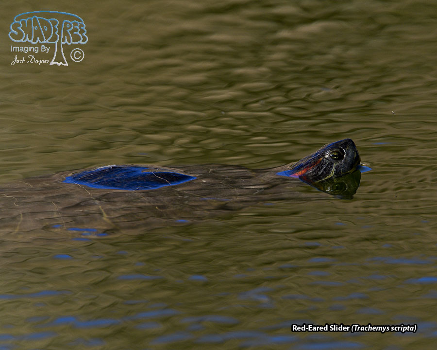 Red-Eared Slider - Trachemys scripta