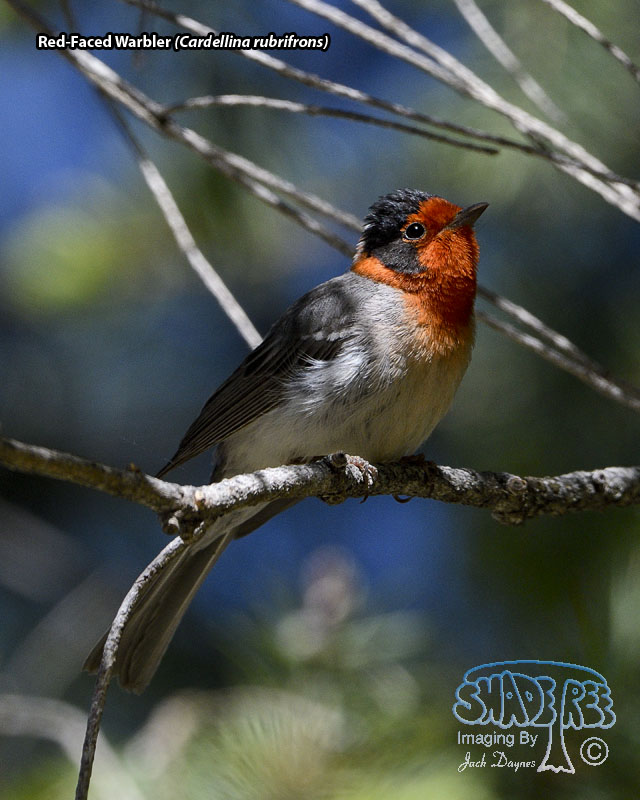 Red-Faced Warbler - Cardellina rubrifrons