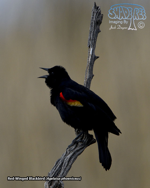 Red-Winged Blackbird - Agelaius phoeniceus