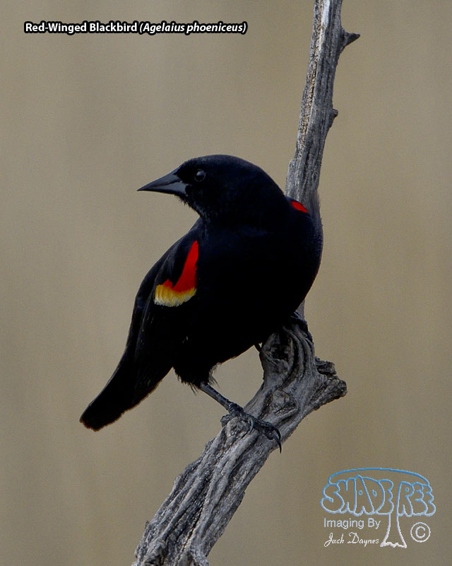 Red-Winged Blackbird - Agelaius phoeniceus