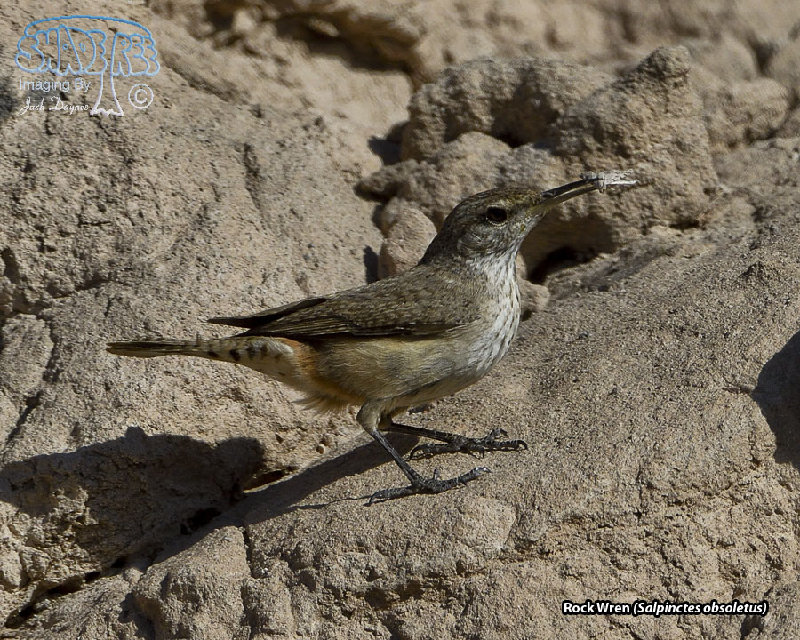 Rock Wren - Salpinctes obsoletus